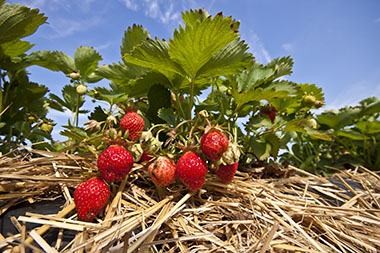 entretien du jardin en juillet - paillage fraise
